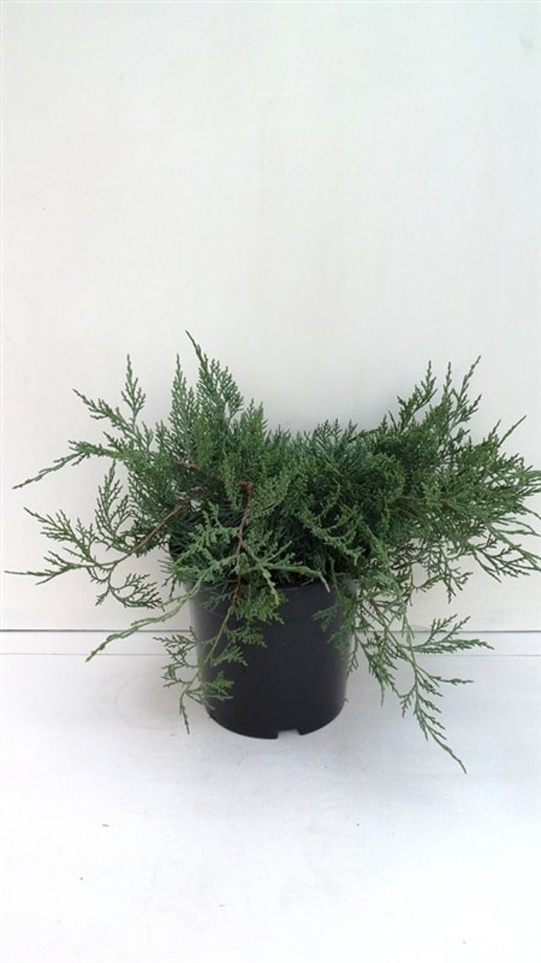 Juniperus virg. 'Grey Owl' - C3 30-40 CM